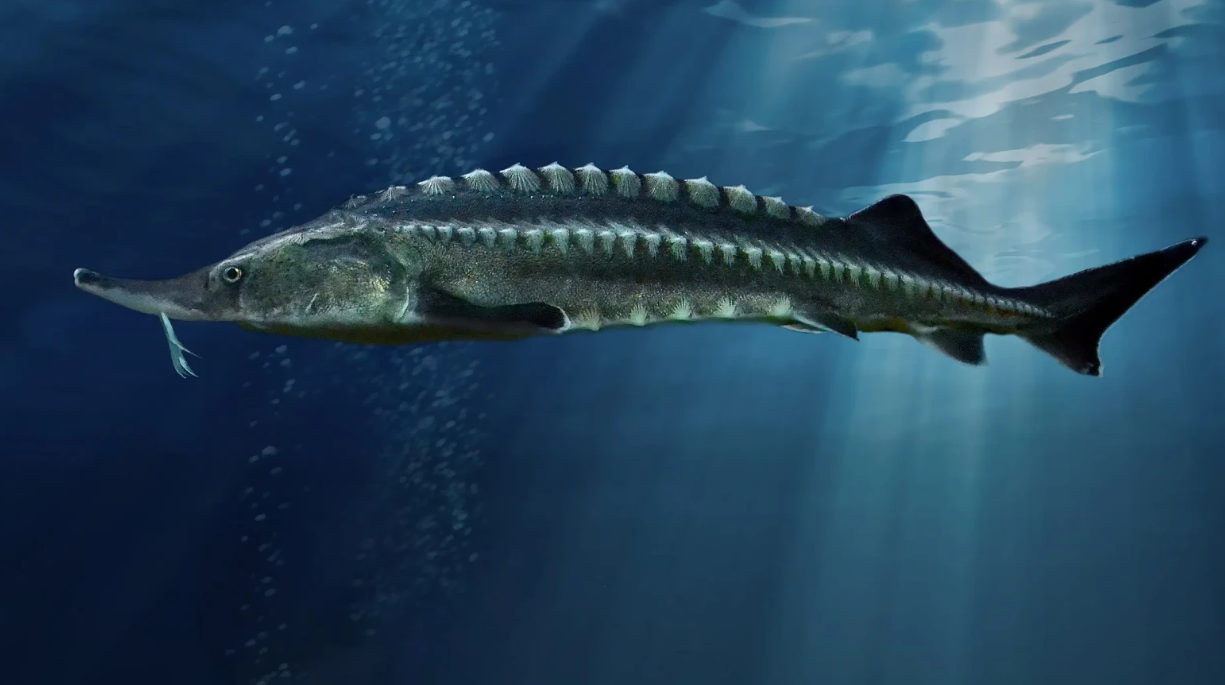Beluga Sturgeon From Caviar to Collapse