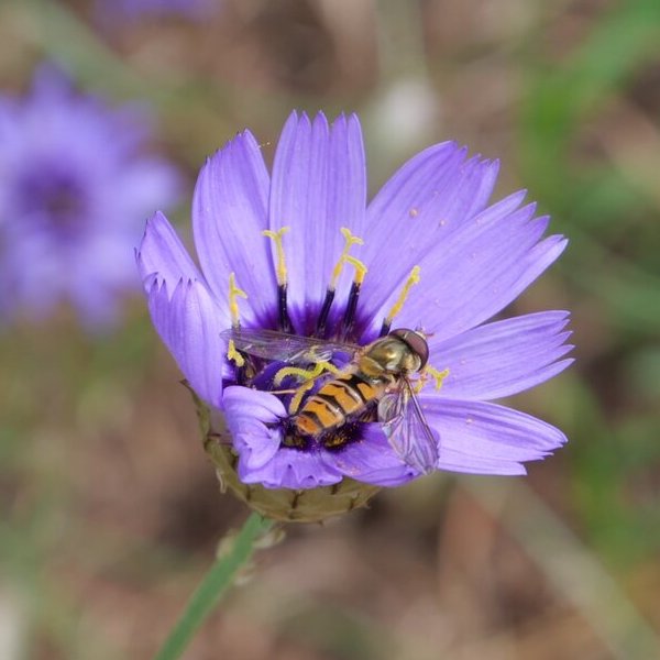 514 - Plants for pollinators, dividing perennials, and no more cauliflowers?