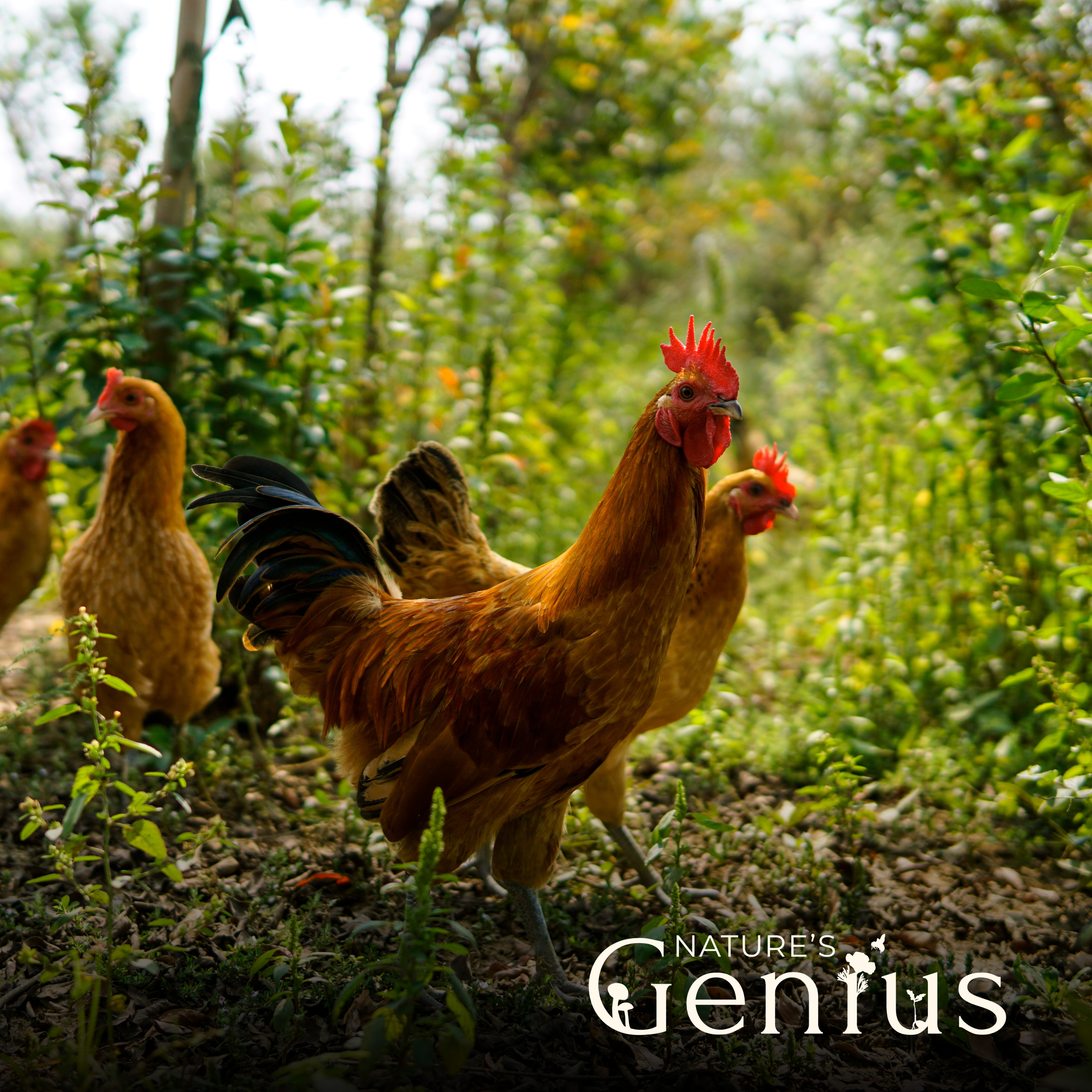 How the Chicken Crossed the Road To Build a Regenerative Food System
