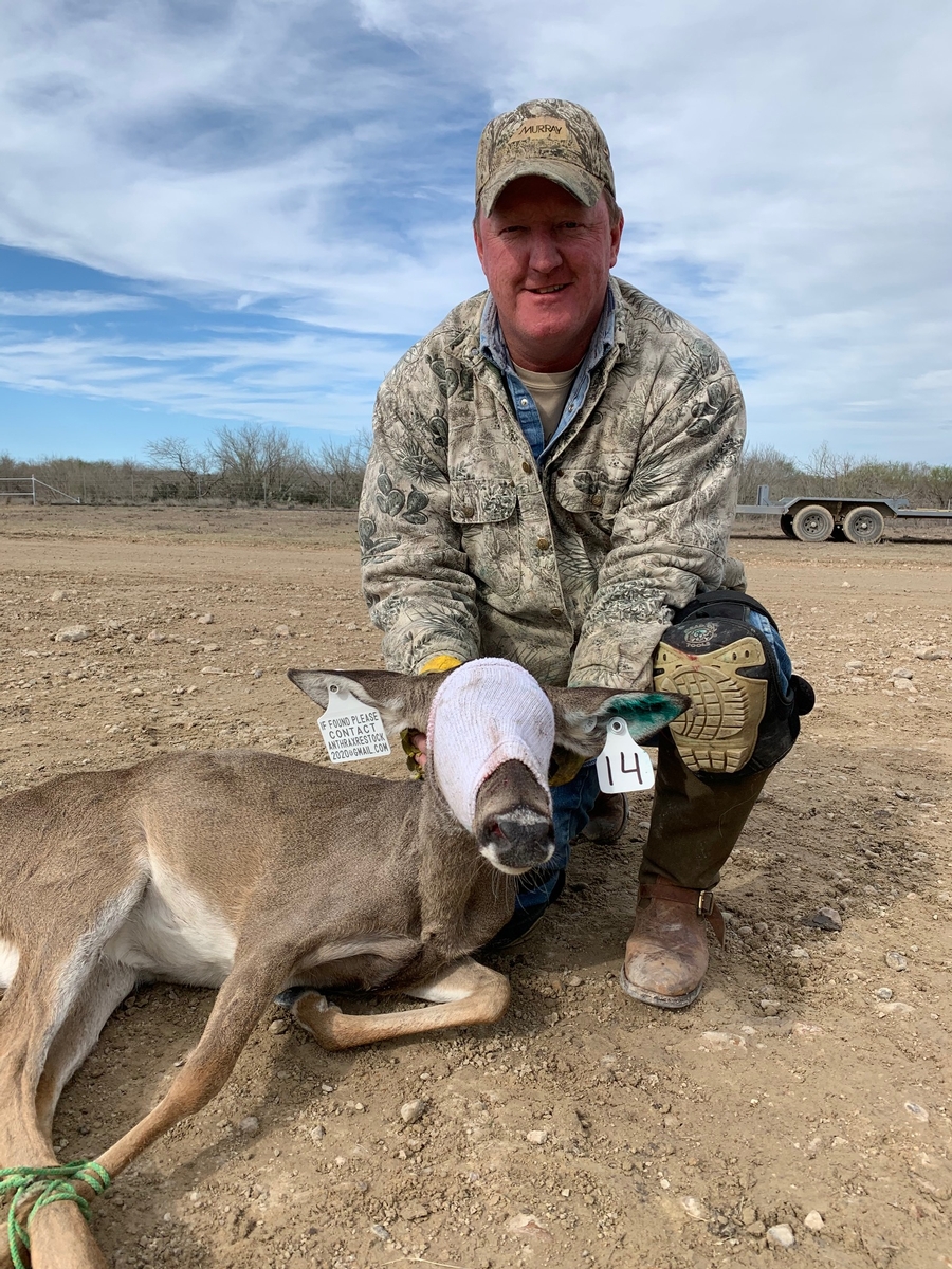 COVID-19 In Whitetails: What You Need To Know