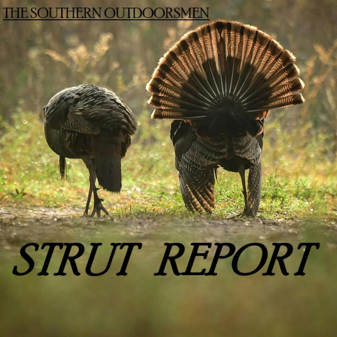 EP. 21- Strut Report #9, April 26