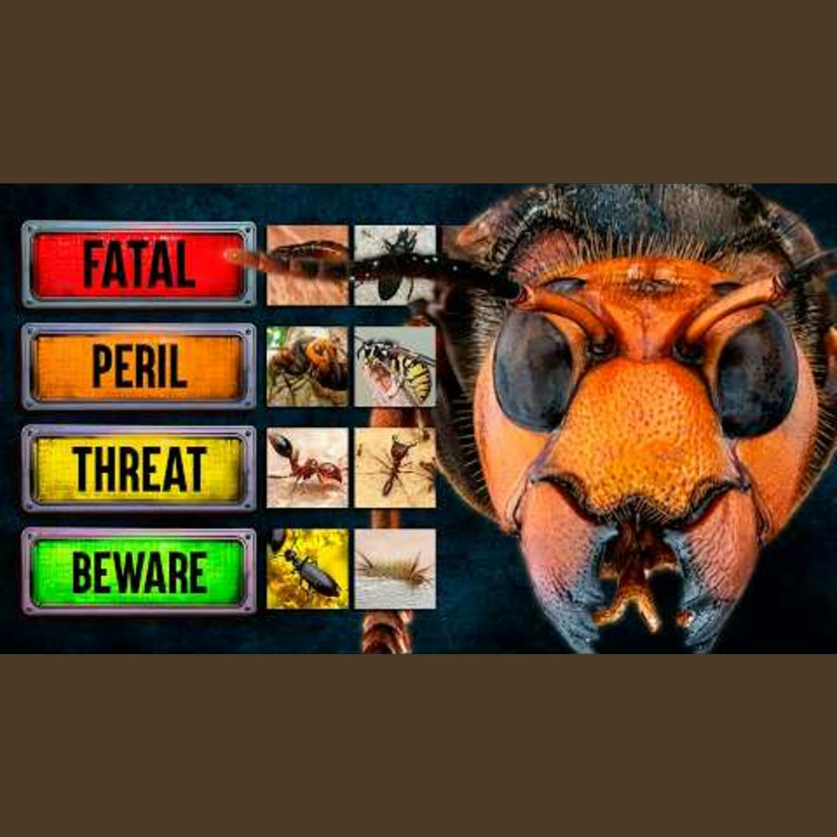 Ranking the World's Most Dangerous Insects Ranking the World's Most Dangerous Insects