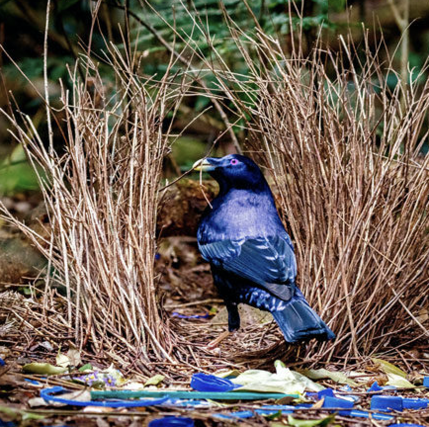 The Genius of Birds: Live From the Aspen Ideas Festival