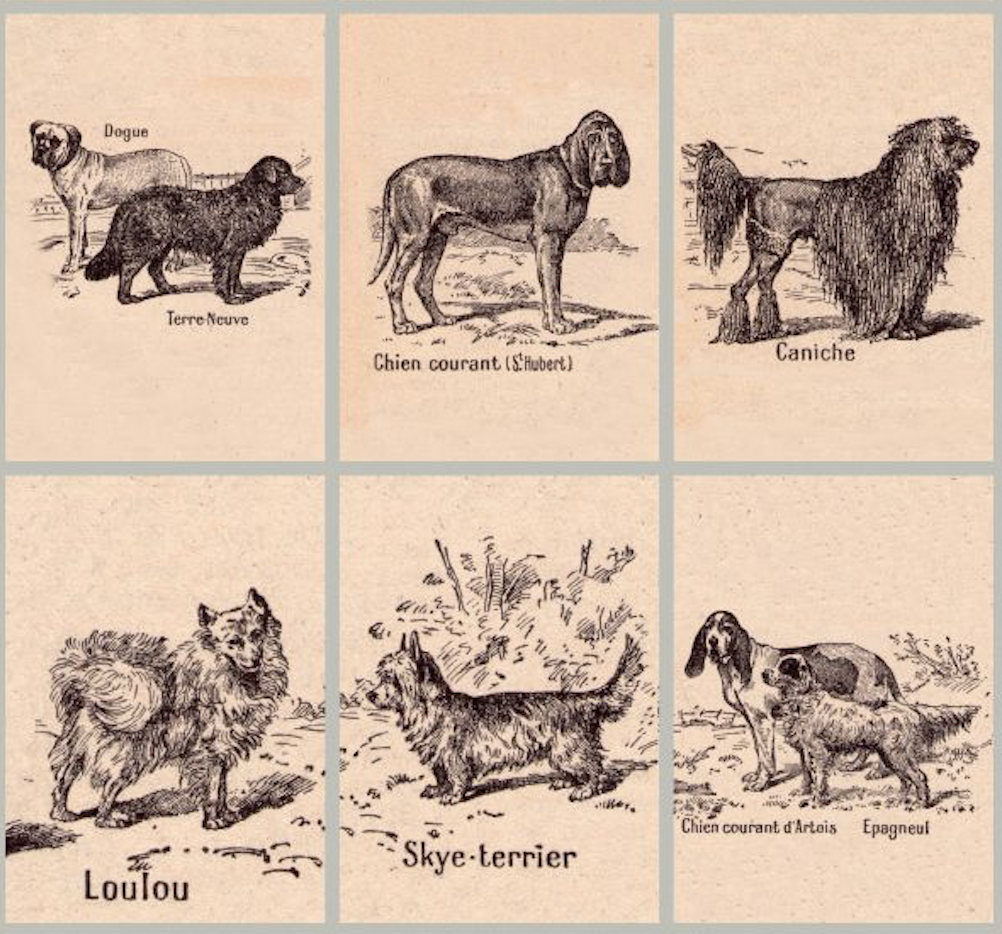 What Do Dogs Say When They Bark?