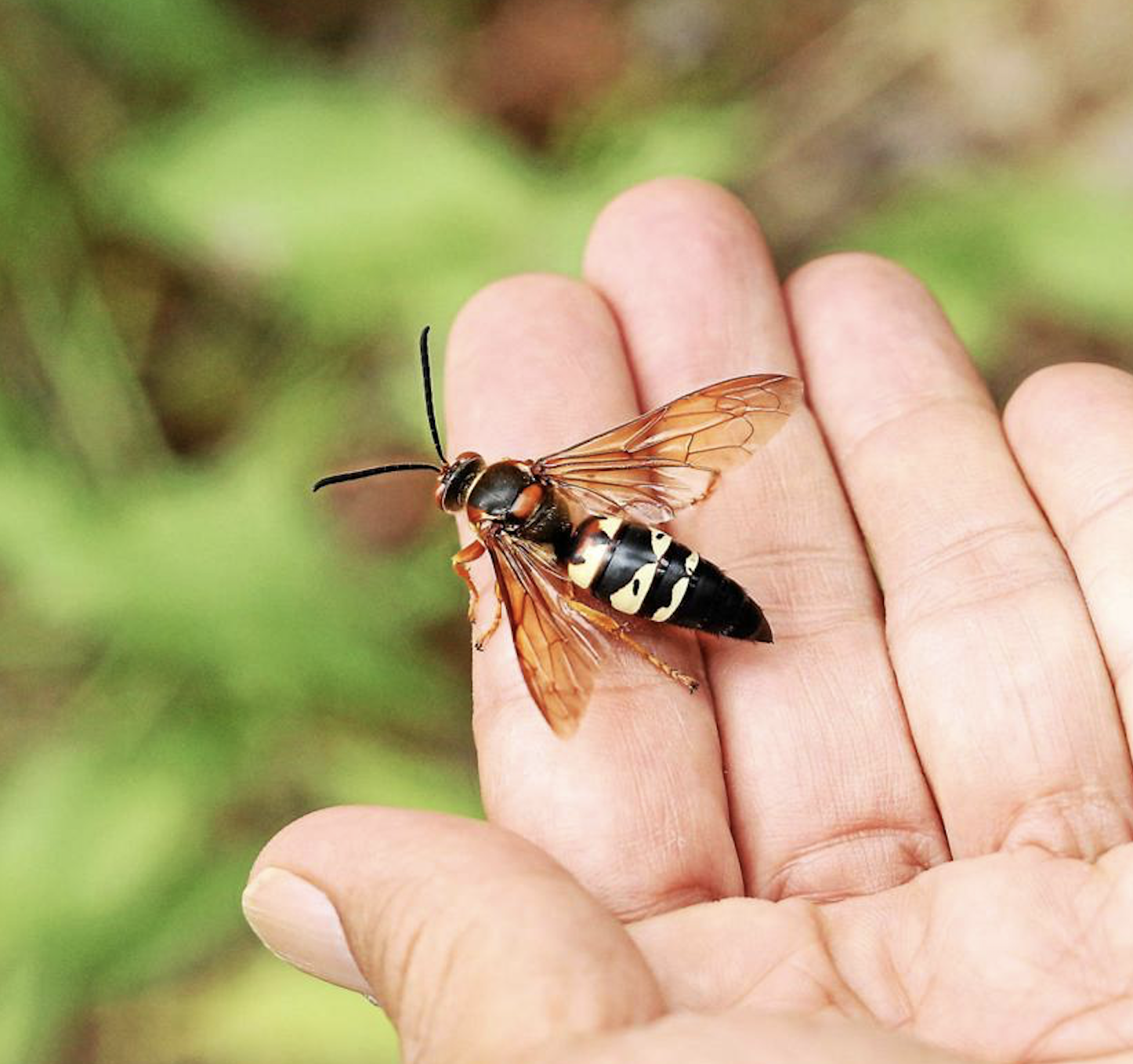 Why One Horrible Sound Haunts Reality TV. Plus, Is That Bug Threatening Me?