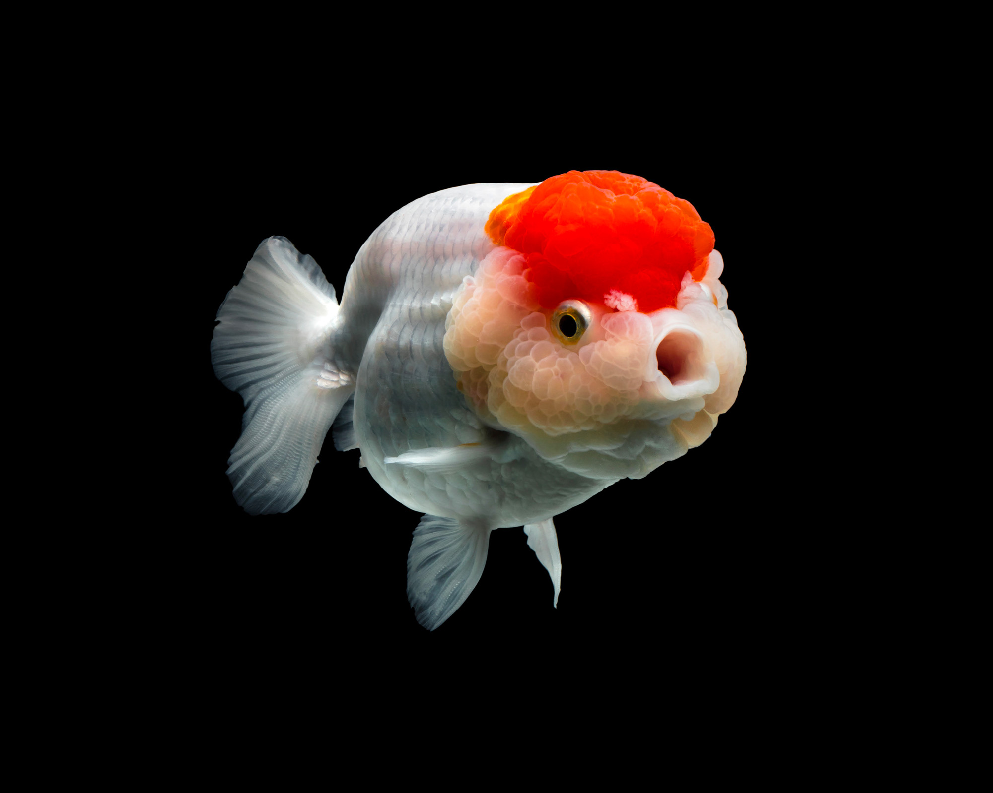 Why Goldfish Swam Into Our Living Rooms. Plus, Best Pet Vocalist