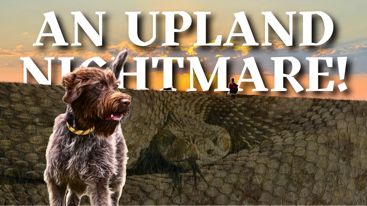 302.  Dog vs. Rattlesnake:  A Cautionary Tale