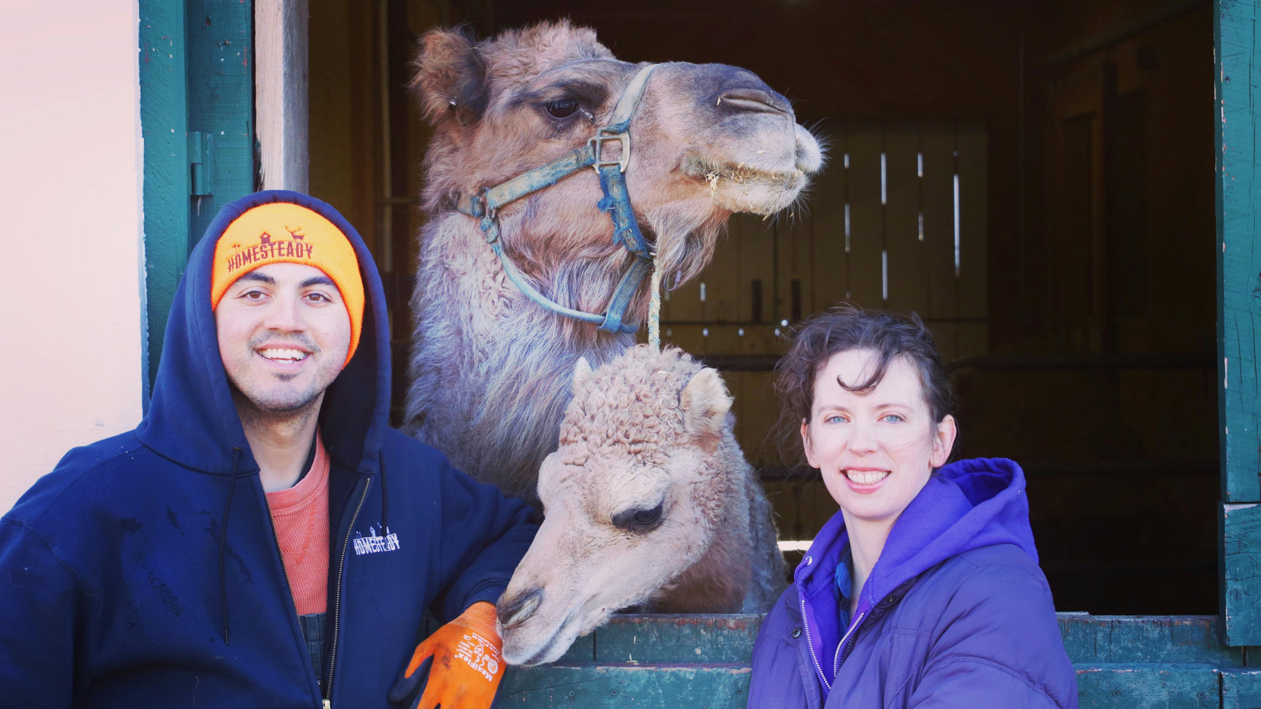 THESE HOMESTEADERS JUST BOUGHT MILK CAMELS... WHY?!?!