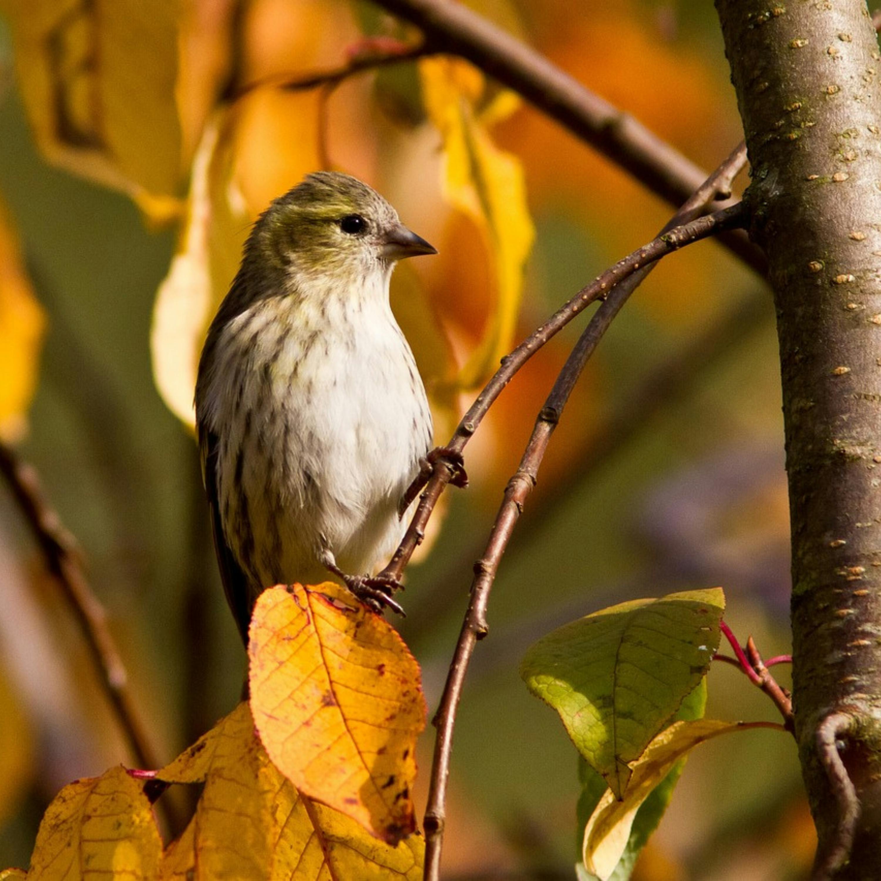 😴🍂🎵 The Authentic Sound of BIRDS and MUSIC for a Peaceful NIGHT episode artwork