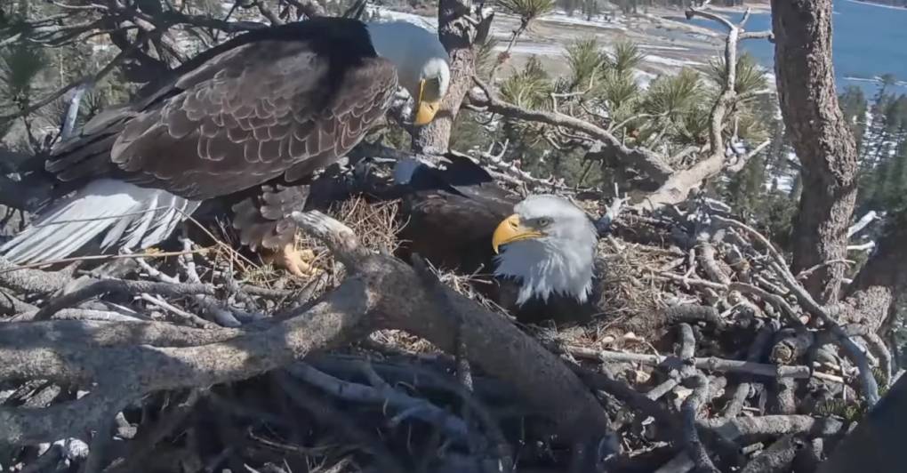 Proposed Development in Big Bear Threatens Famous Eagles' Habitat