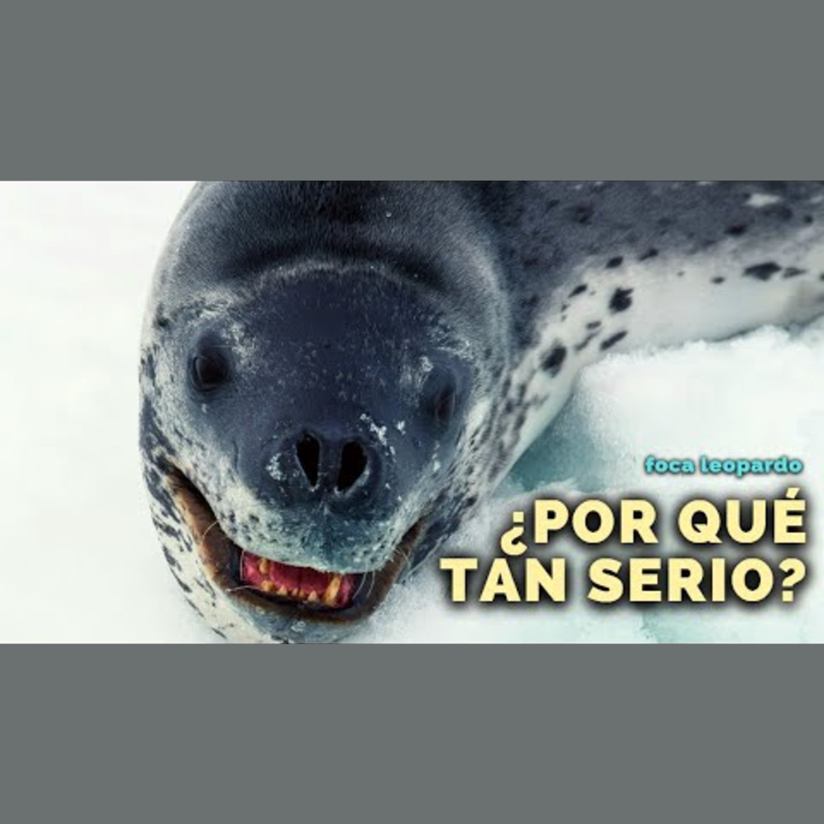 Animalogic En Español