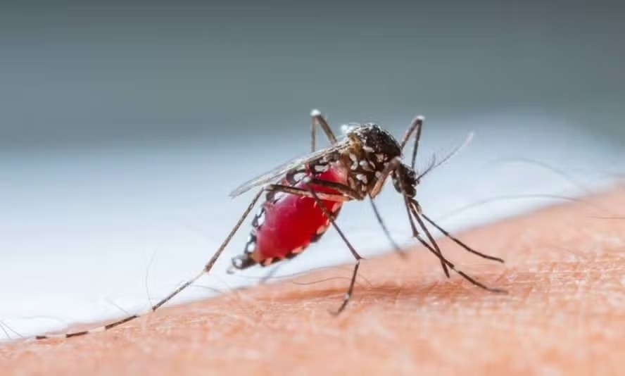 Vacina de dose única contra dengue começa em janeiro para profissionais de saúde episode artwork