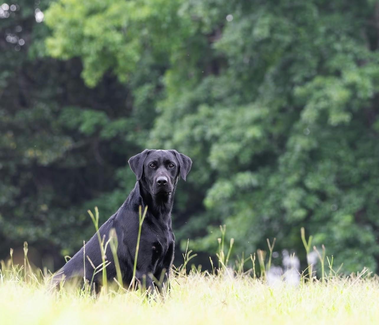 E 242. The Legend Behind Wildrose Kennels: Mike Stewart Tells All E 242. The Legend Behind Wildrose Kennels: Mike Stewart Tells All