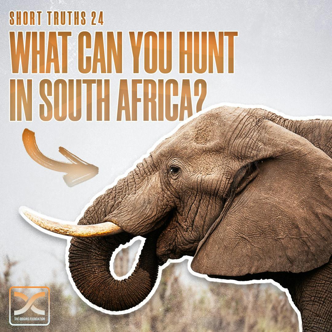 Short Truths 24 || What Can You Hunt In South Africa? Short Truths 24 || What Can You Hunt In South Africa?