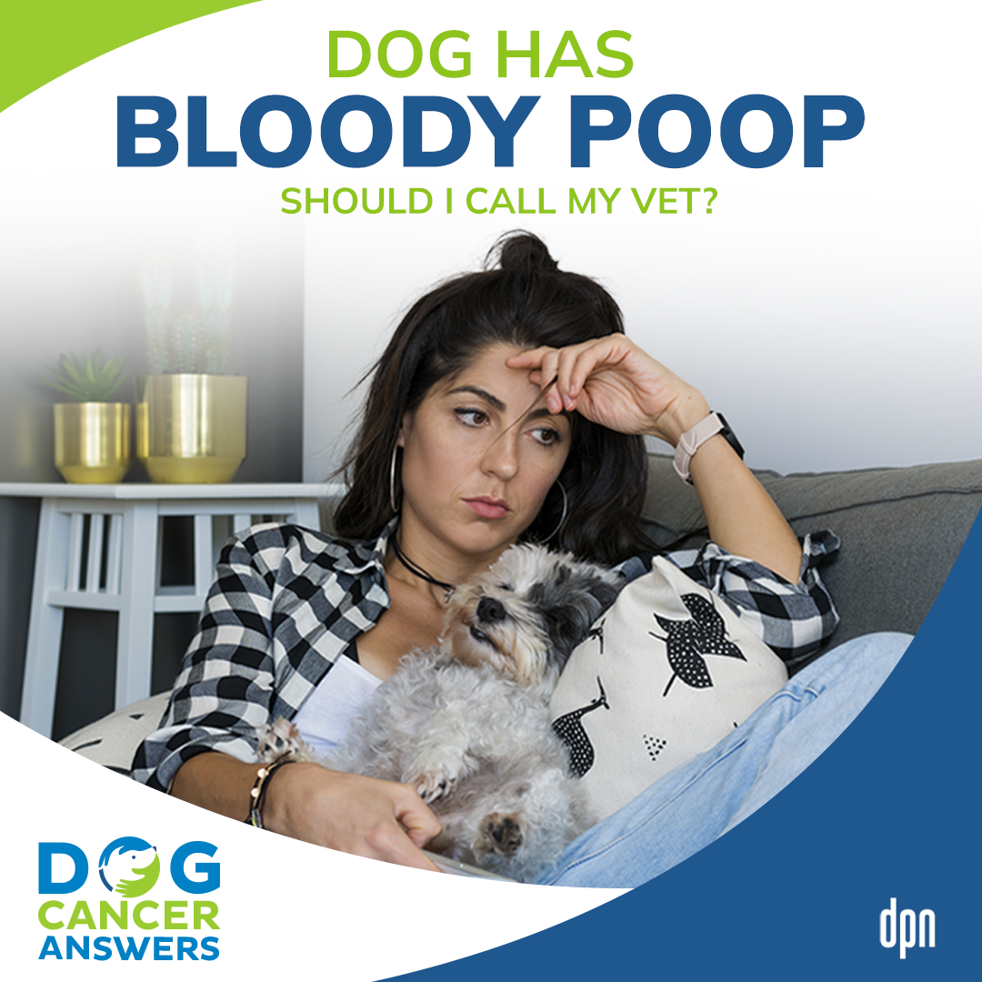 Dog Has Bloody Poop: Should I Call My Vet? | Dr. Nancy Reese #144