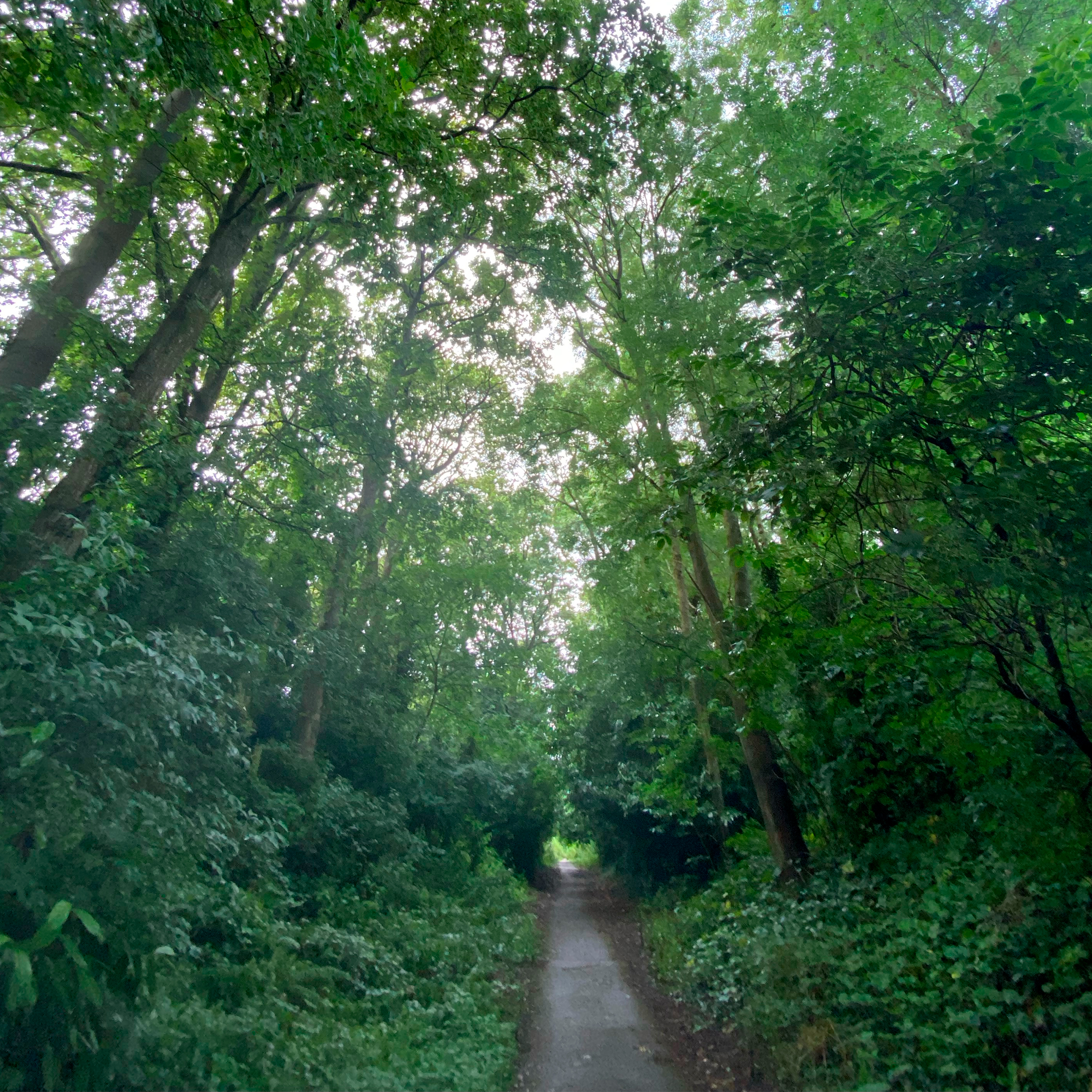 Sound Escape 183. Delight in the last birdsong of the summer woodland