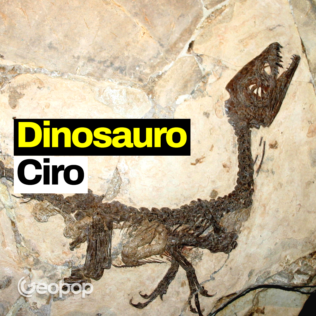 Ciro: il dinosauro di Benevento tenuto in cantina per 13 anni