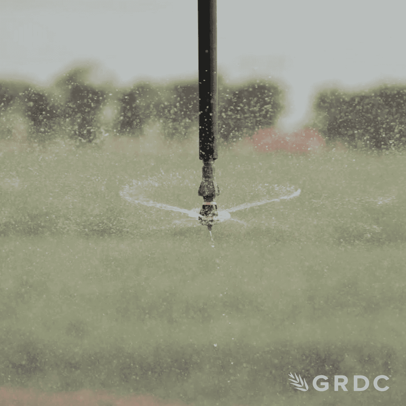 GRDC Podcast