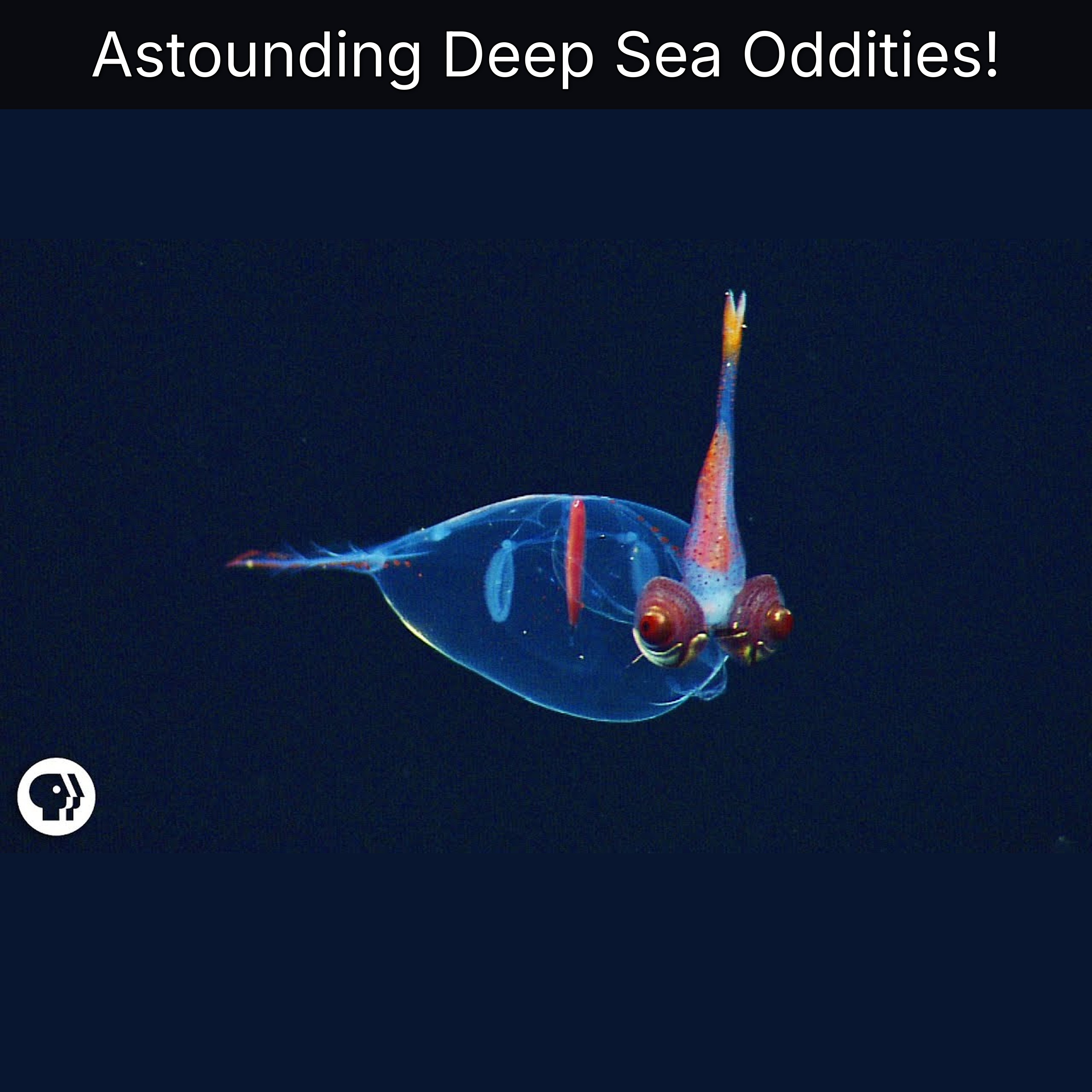 Astounding Deep Sea Oddities! episode artwork