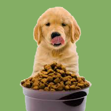 A Dog's Dinner: What Should We Really Be Feeding Our Pets? episode artwork