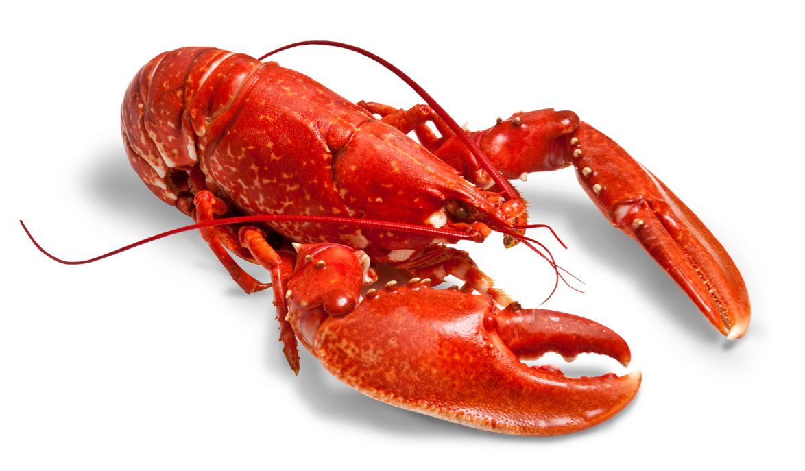 What the Shell? Cracking the Lobster's Mysteries