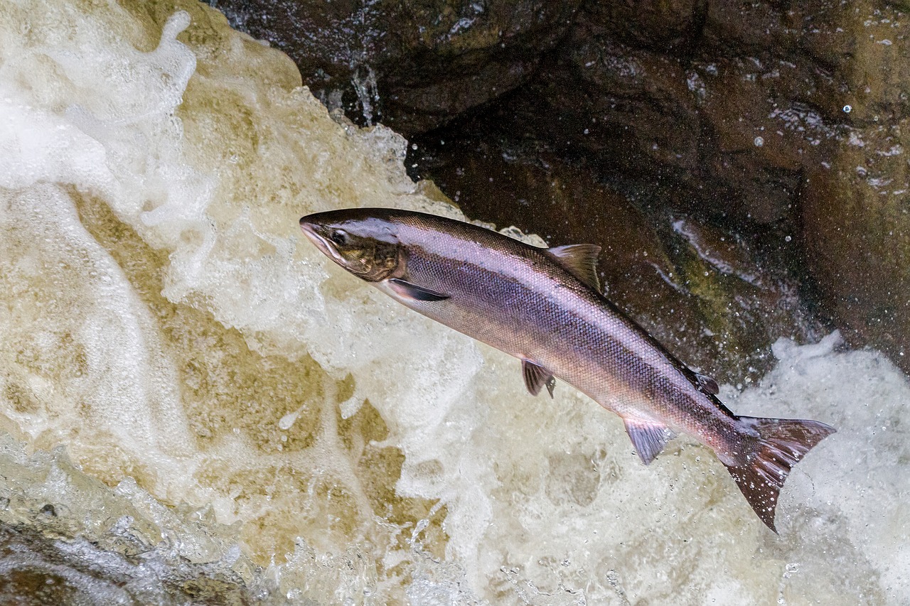 The Epic Migration of Wild Salmon (Classic)