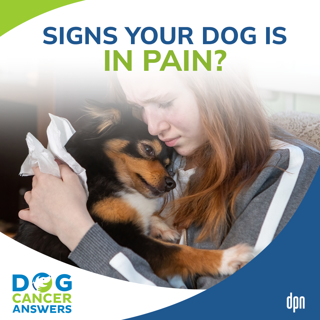 Signs Your Dog Is in Pain | Dr. Demian Dressler #112