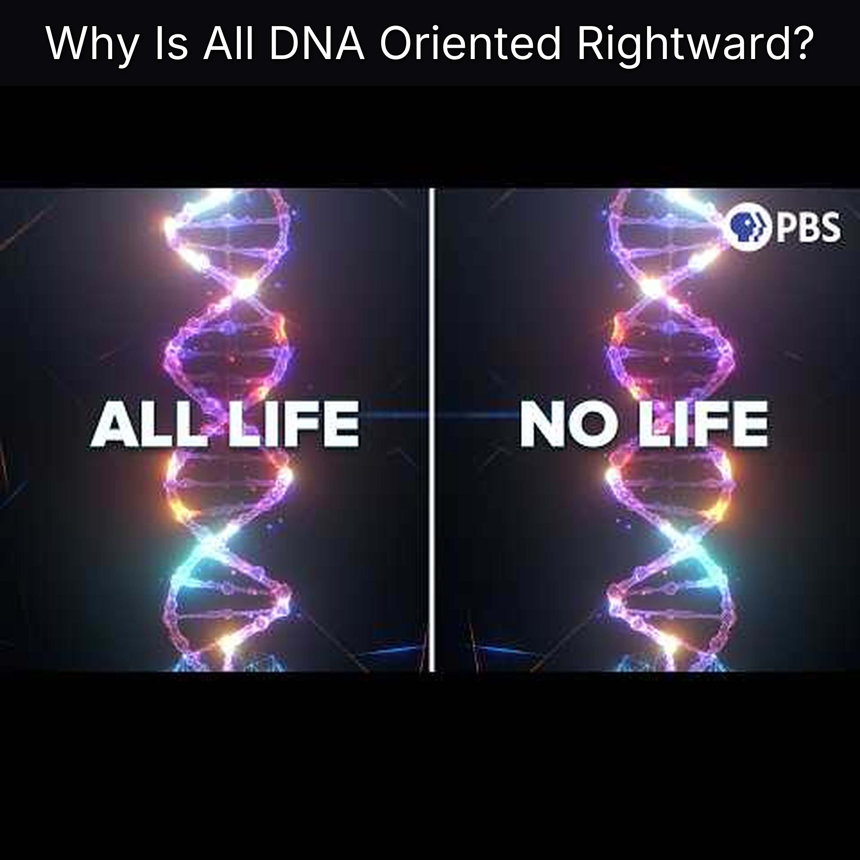 Why Is All DNA Oriented Rightward?