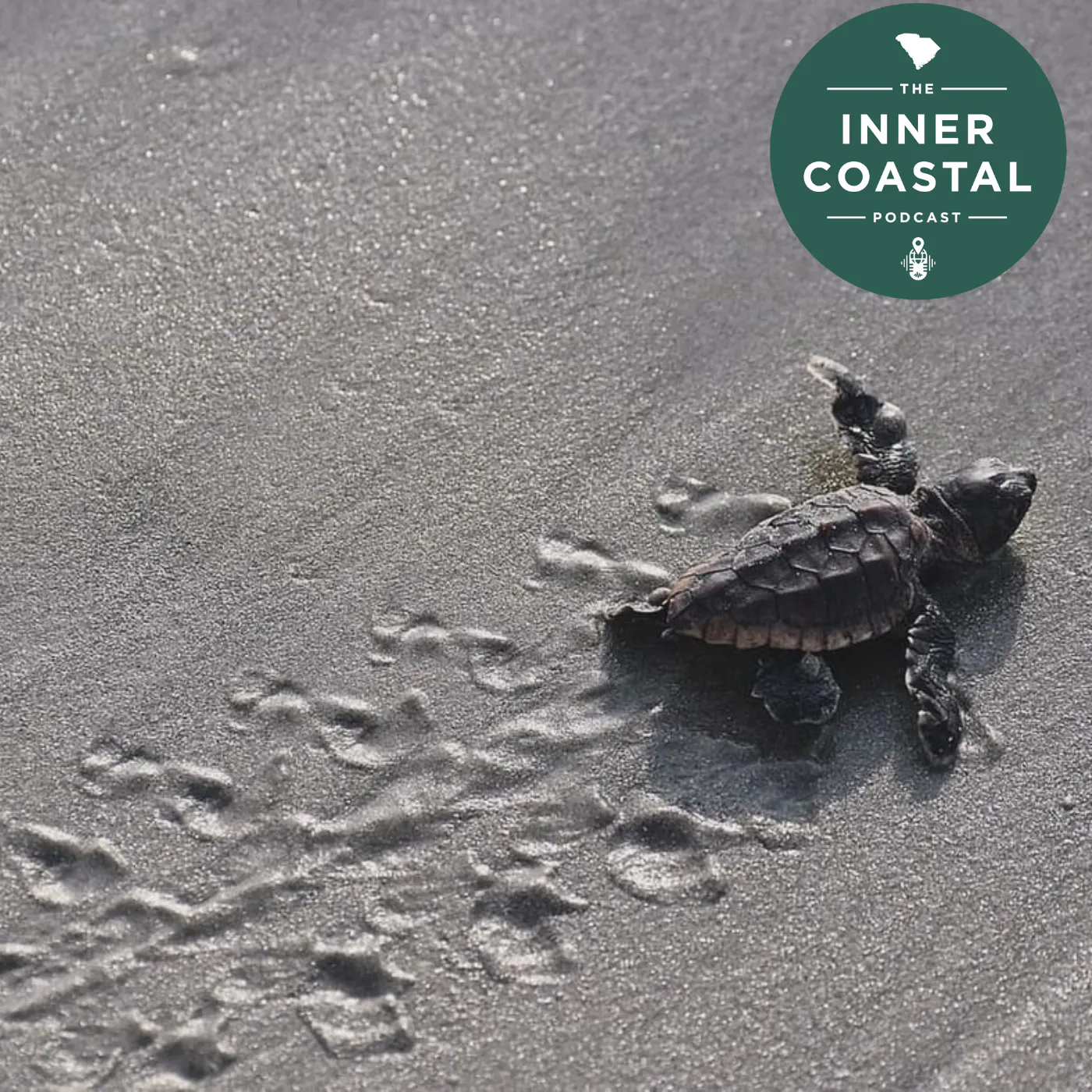 128: Sea Turtles in Beaufort episode artwork