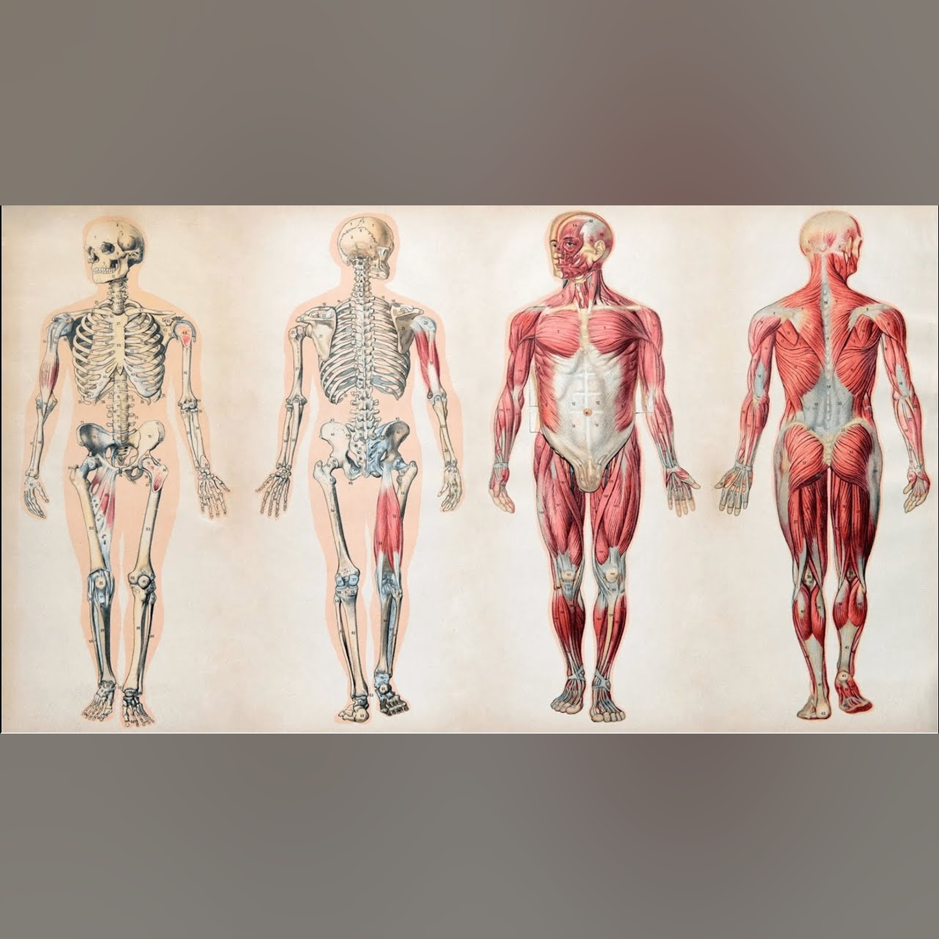 Latin Vocabulary: Corpus-oris (The Body)