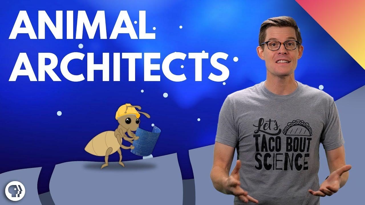 How Some Animals Engineered Air Conditioning episode artwork