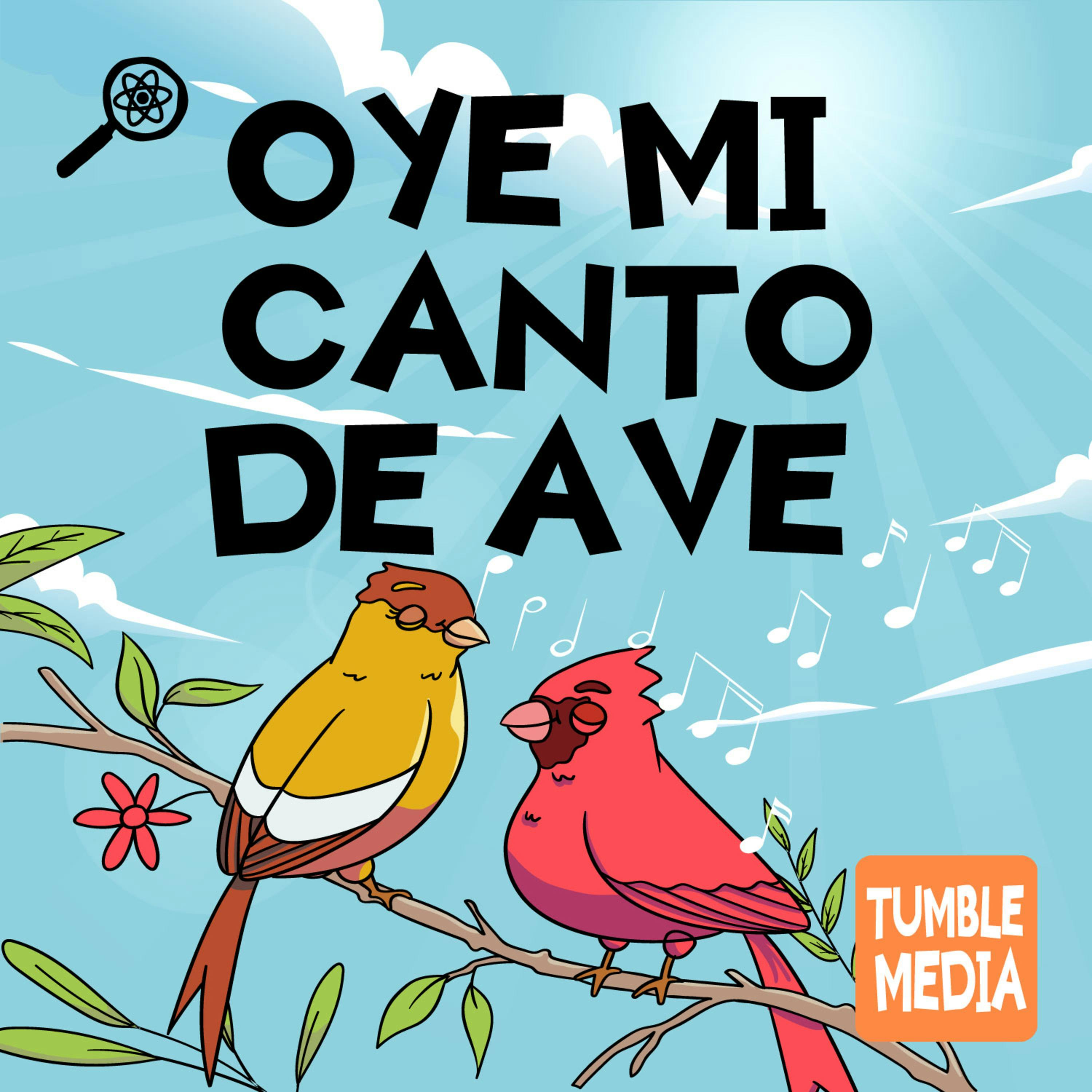 Oye Mi Canto de Ave