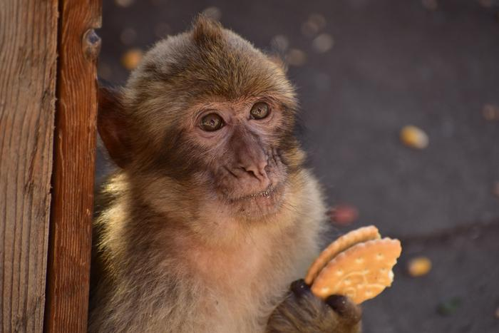 Los macacos de Gibraltar comen tierra para purgar la comida basura