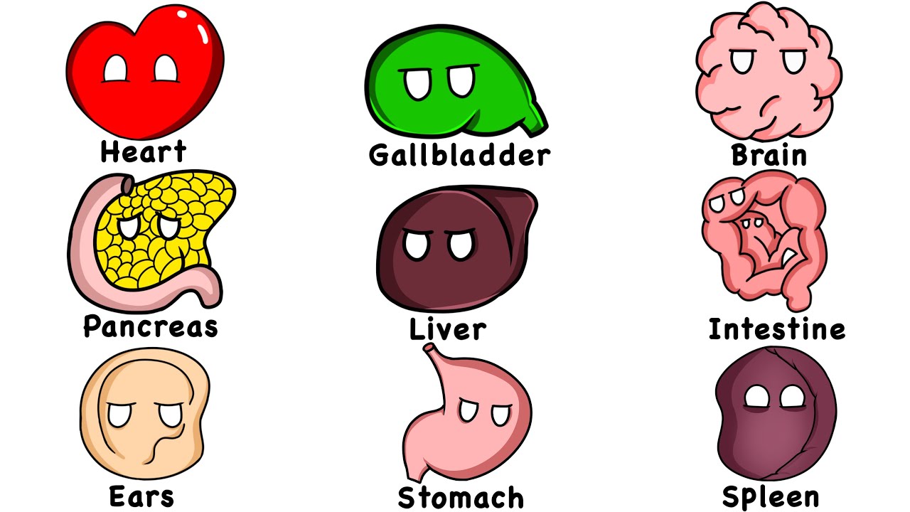 Every Human Organ Explained in 11 Minutes | The Analyst episode artwork