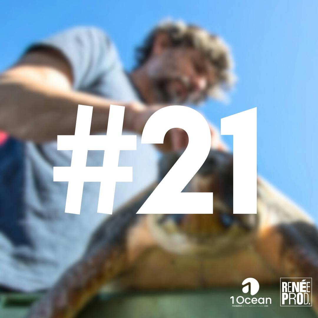 Plongeon avec les tortues Plongeon avec les tortues