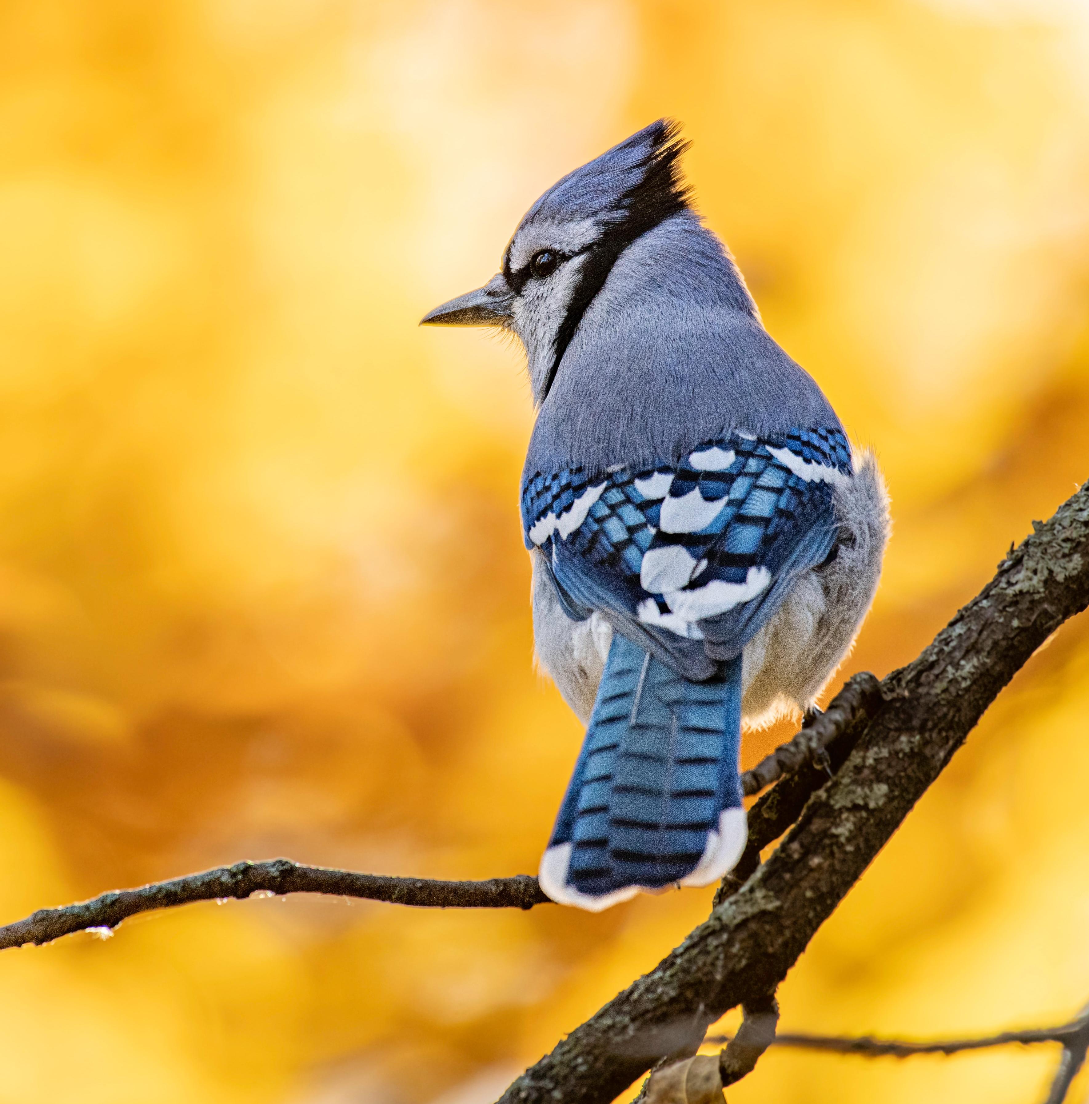 Soothing Evening Birds Singing: 8-Hour Tranquil Dusk Soundscape for Relaxation, Sleep & Studying episode artwork