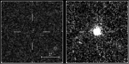 ¿Podrían comunicarse los abetos entre ellos?