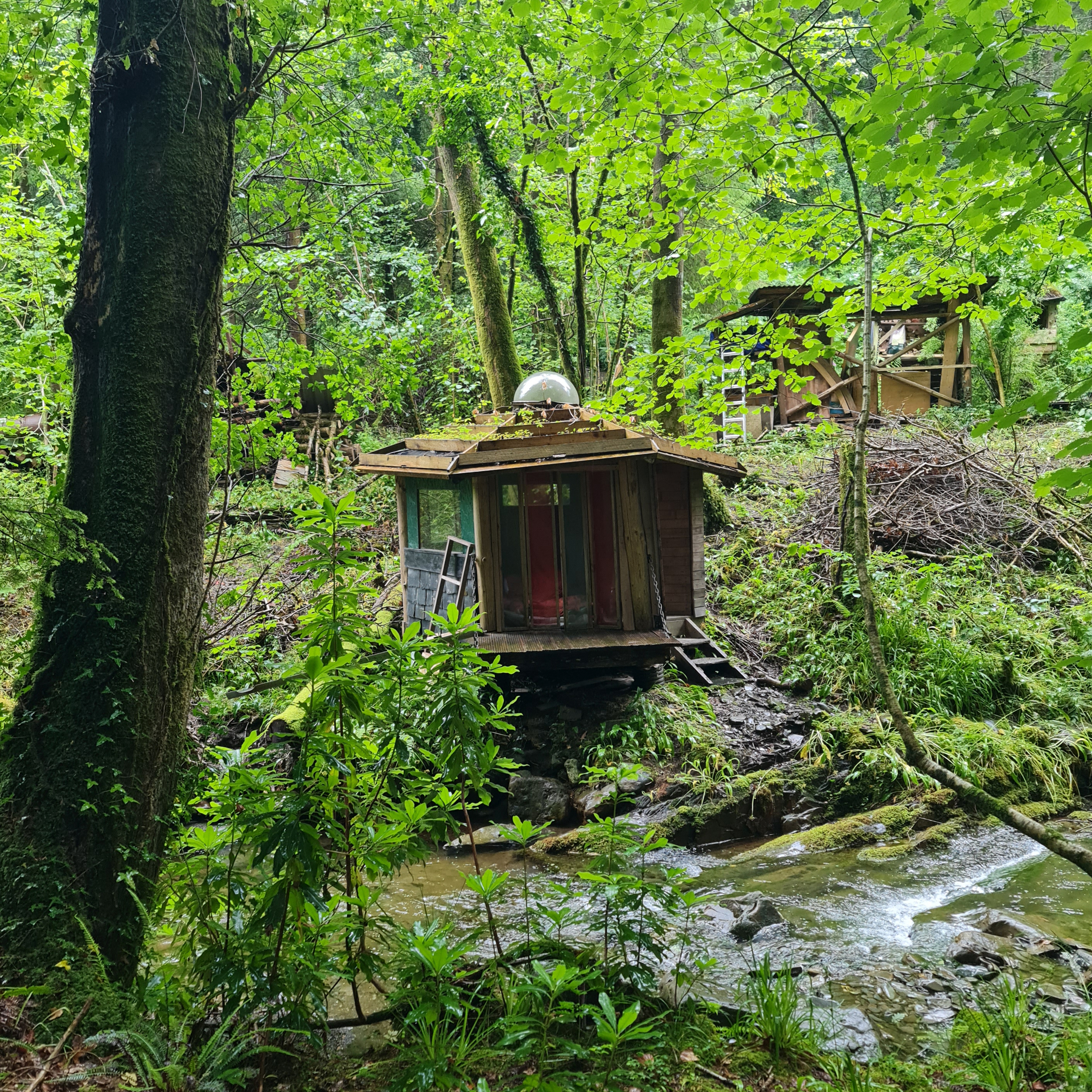 Sound Escape 230. The soothing gentle patter of rain in a Welsh oakwood