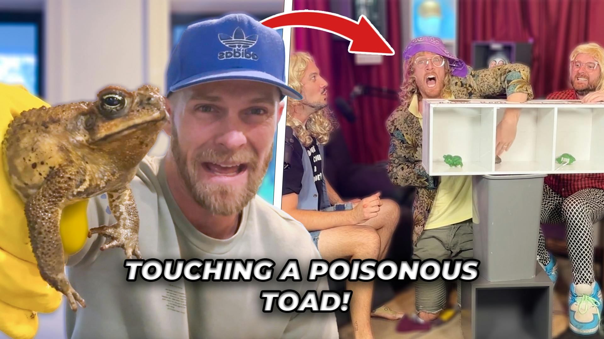 Do Woman Belong In The Kitchen? And Touching A Poisonous Toad (Season 6, Episode 9)