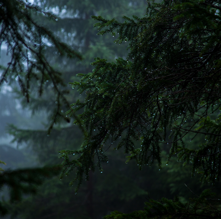 Forest Rain: 3-Hour Tranquil Rainfall Sounds for Blissful Sleepiness