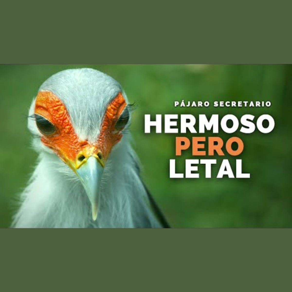 Animalogic En Español