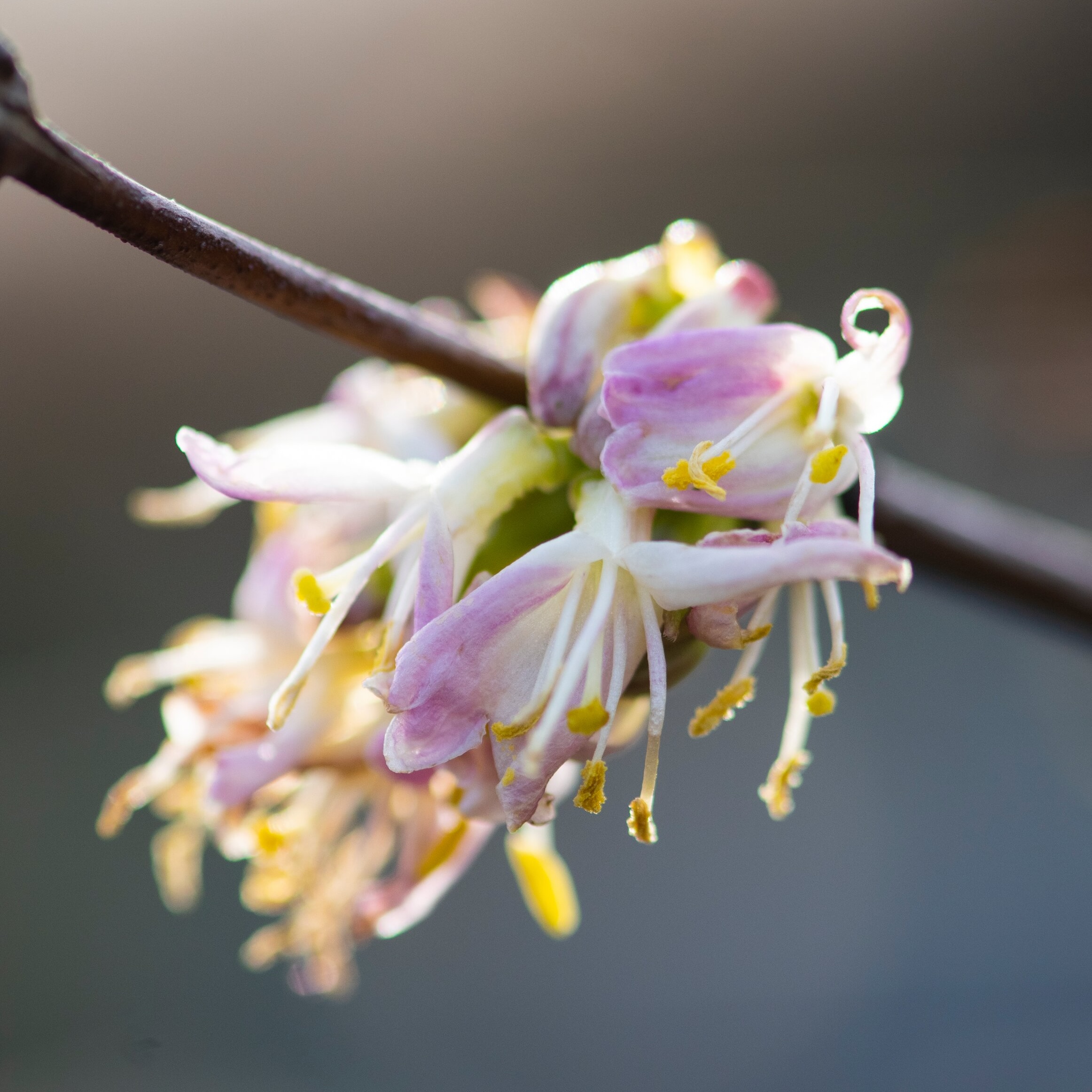 Wildlife-friendly gardening: winter edition