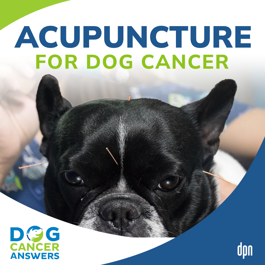 Acupuncture for Dog Cancer | Dr. Narda Robinson #203