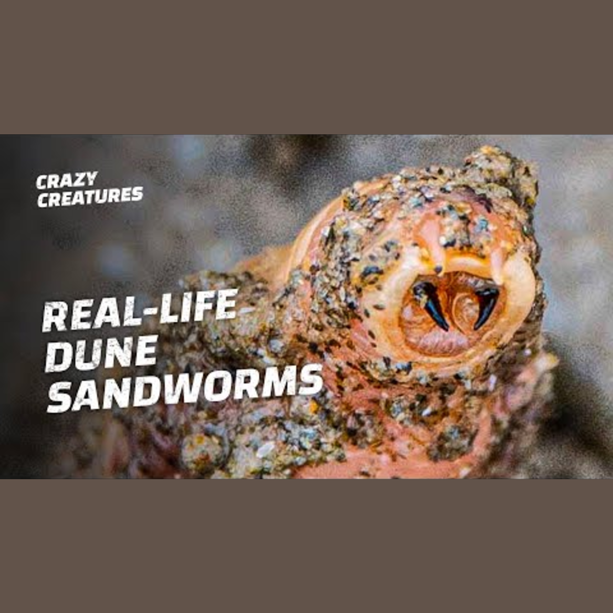 Discover 8 Real-life Creatures Like Dune Sandworms episode artwork