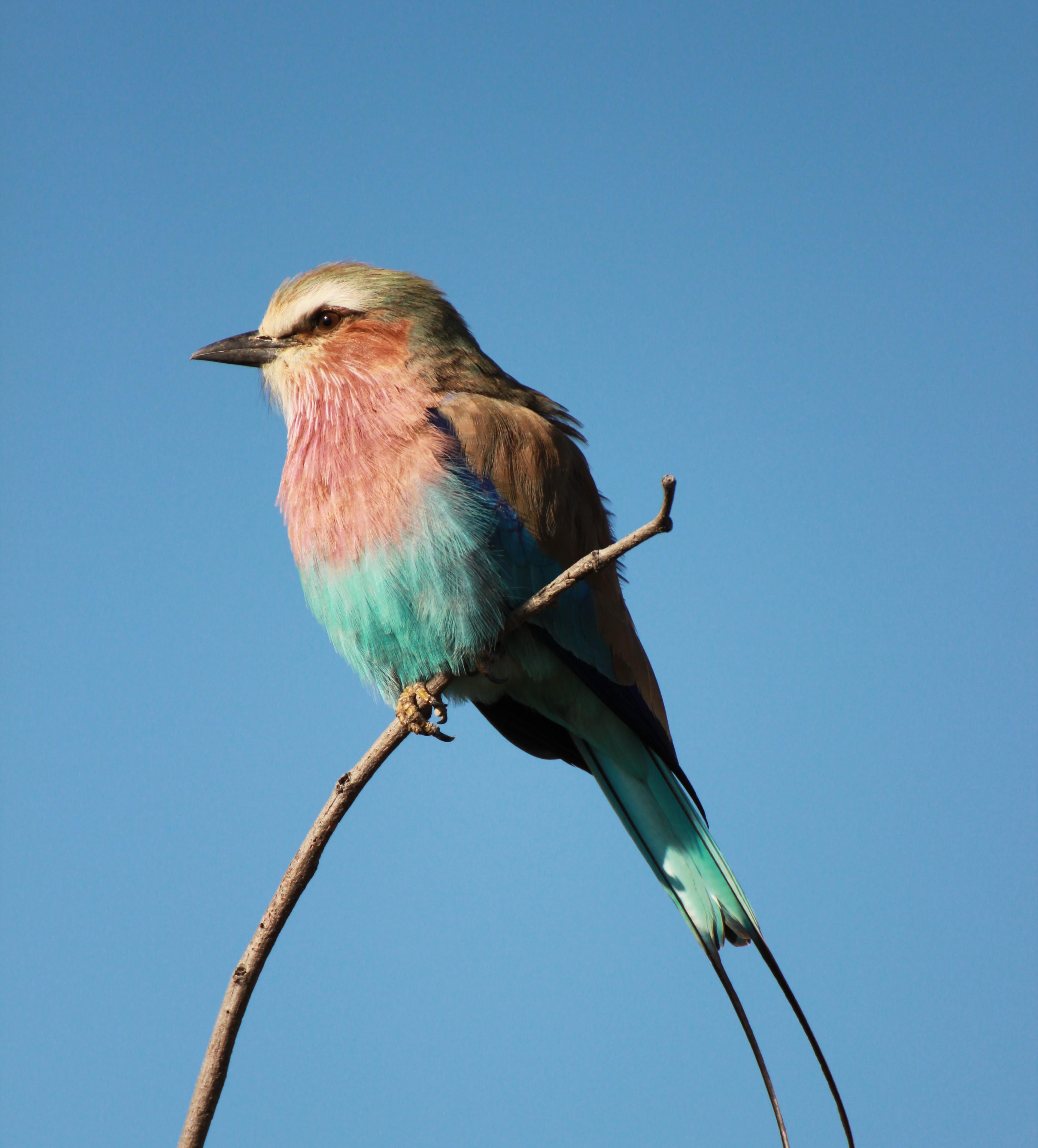 Birds Singing: 8-Hour Tranquil Avian Soundscape for Relaxation, Studying & Sleep episode artwork