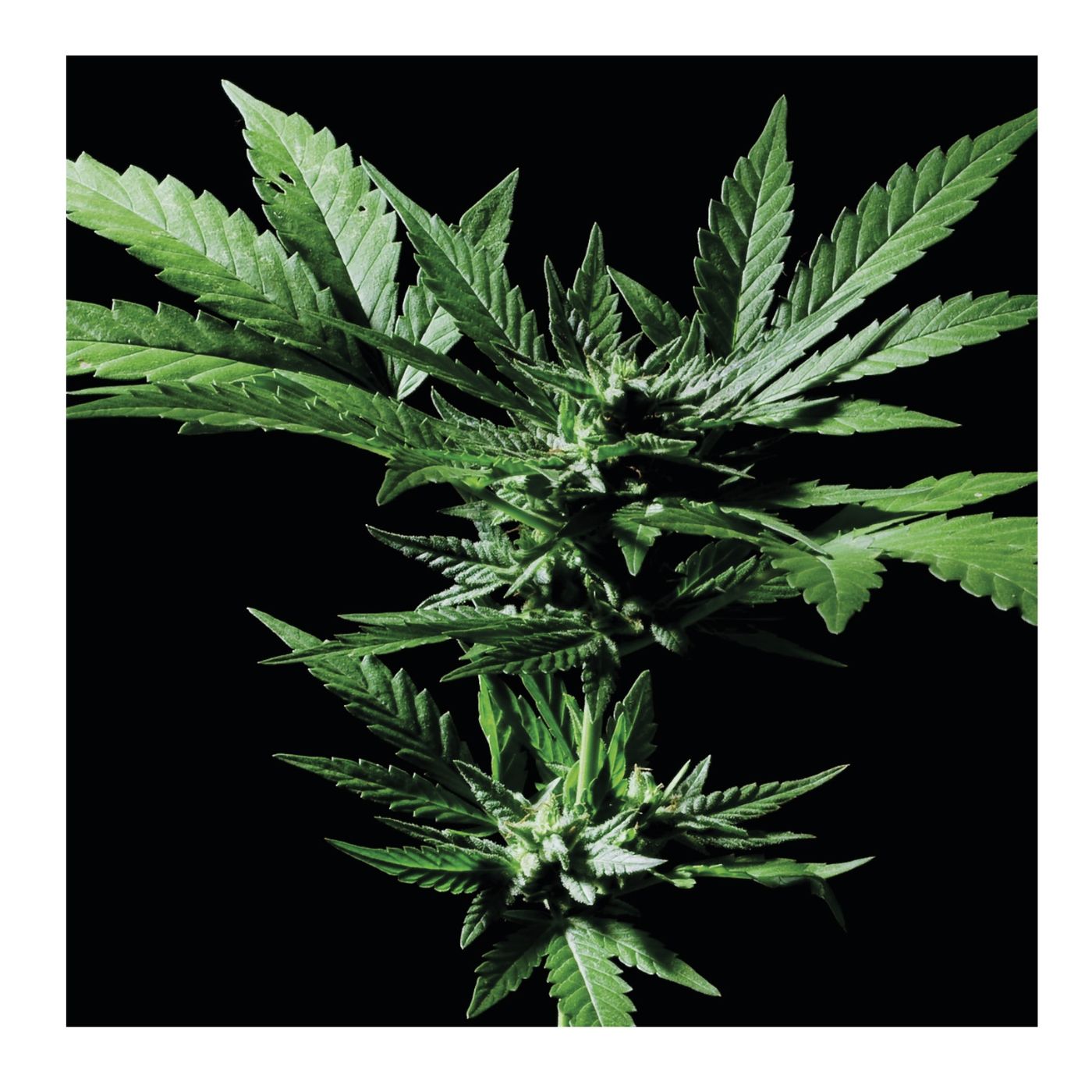 Cannabis, tutto quello che c’è da sapere sul referendum