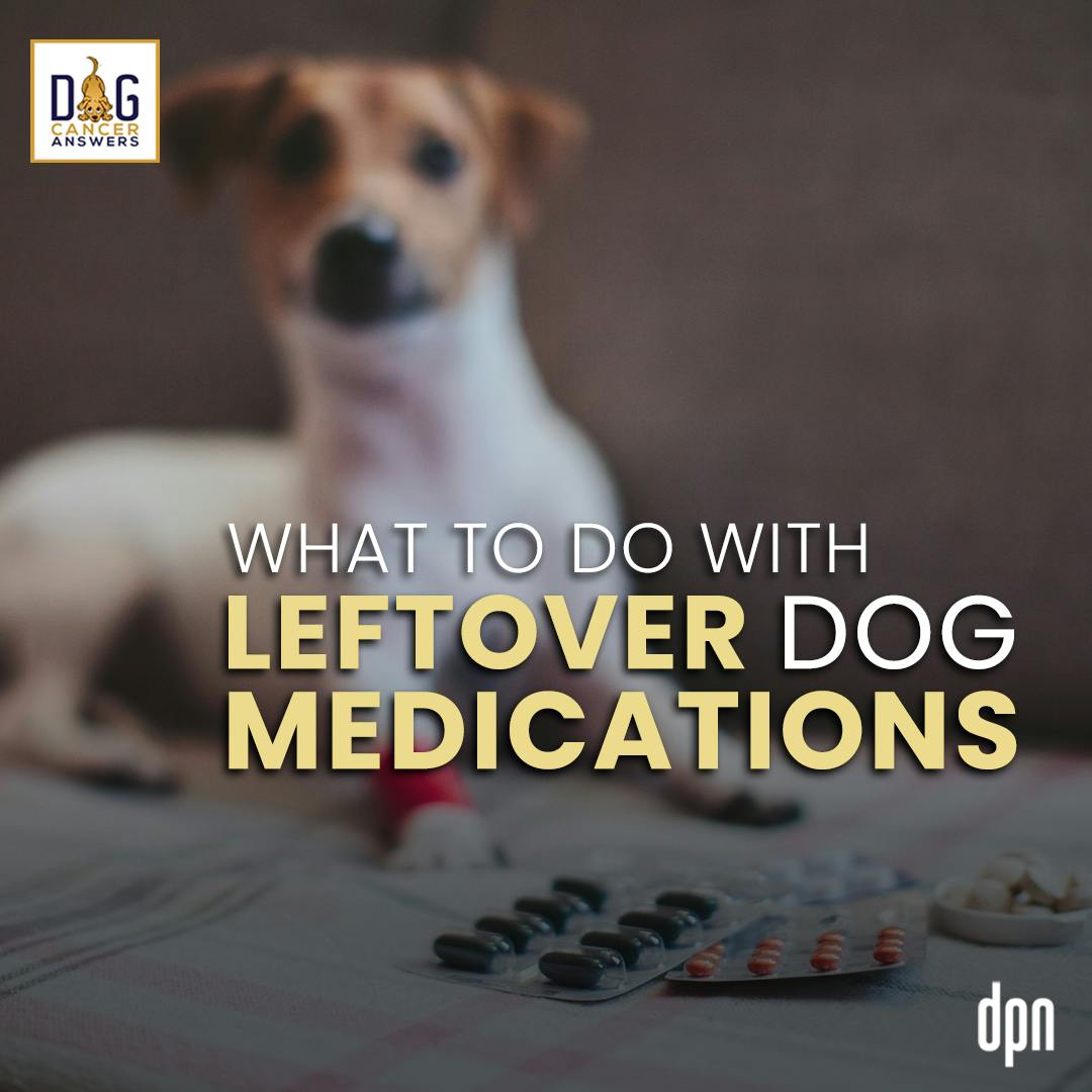 What To Do With Leftover Dog Medications | Dr. Nancy Reese Deep Dive