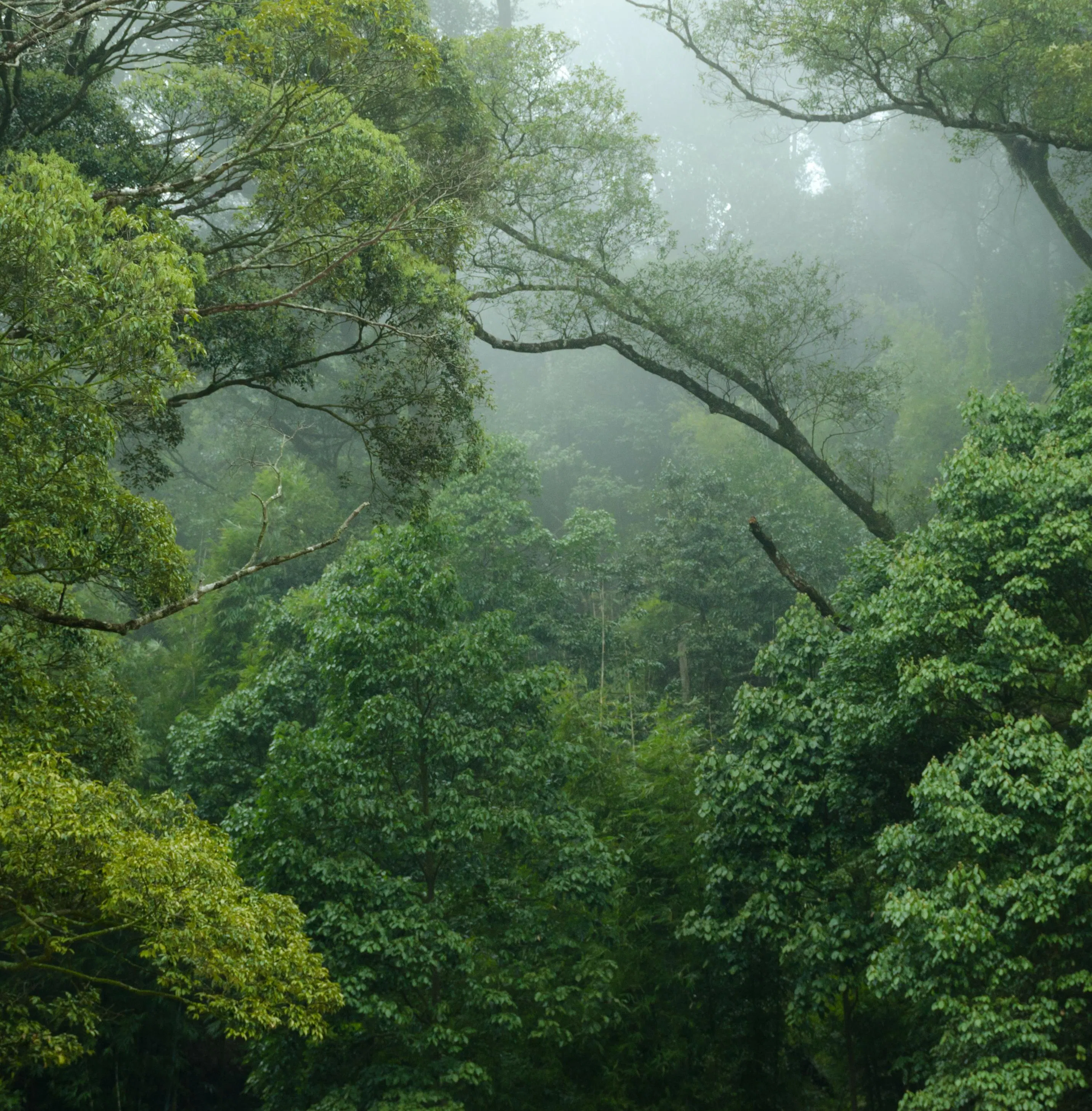 Calming Rainforest: 8-Hour Tranquil Jungle Soundscape for Relaxation, Studying & Sleep episode artwork