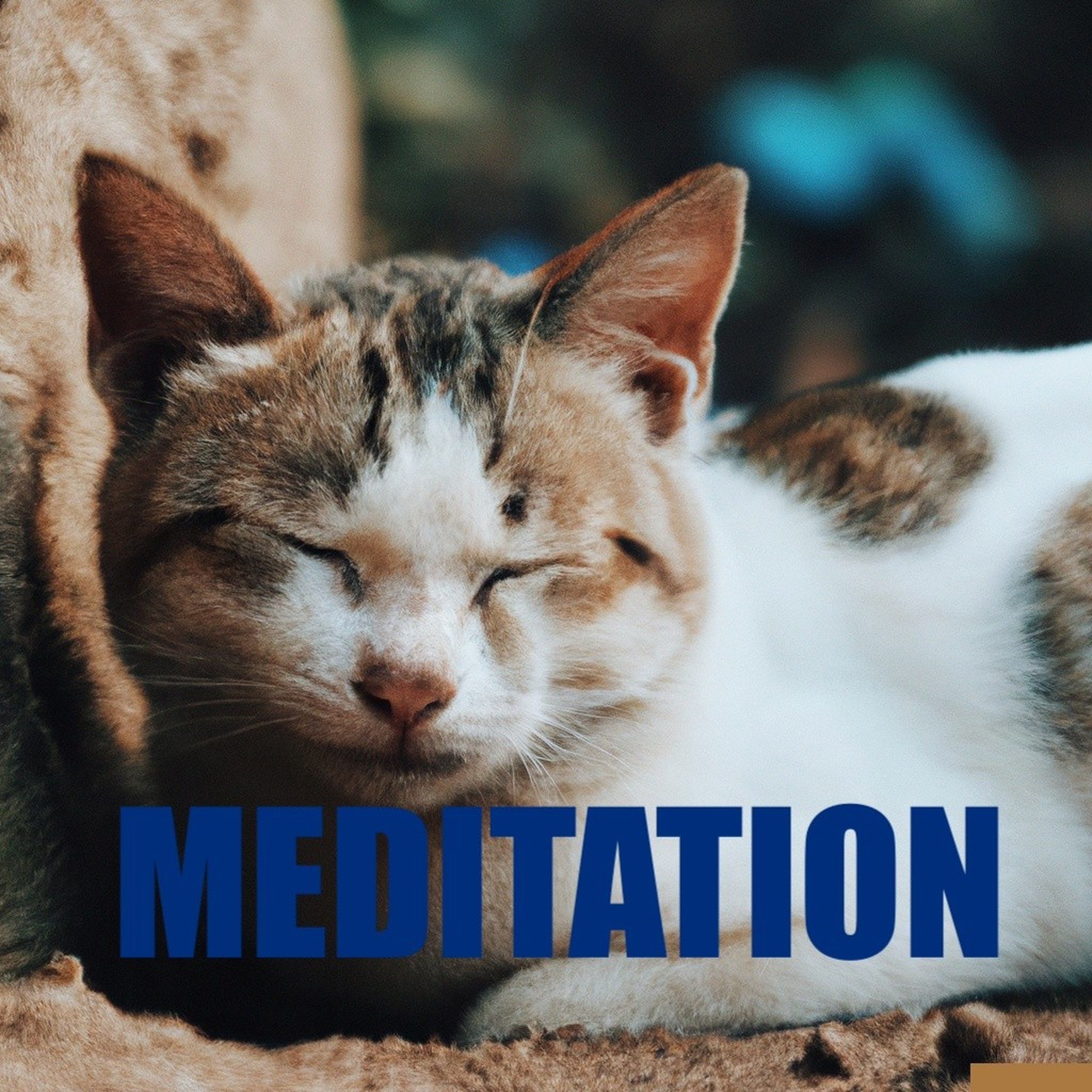 Meditation podcast artwork
