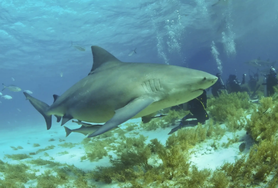 Bull Sharks: Masters of Two Worlds (Classic)